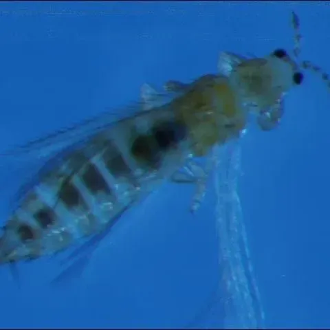 thumbnail for publication: Thrips Management Program for Horticultural Crops
